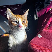 Paws is registered to the contest to win money with this photo: cat, orange_cat, white_fur, sunlight, indoor, pet, curious, ears, furniture, fabric, patterned, shadow, cozy, animal, domestic, closeup, portrait, two_cats, resting, warm_light