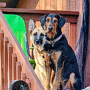 Duke And Jasmine joined the competition — help win amazing prizes! dog, dogs, two_dogs, shepherd_mix, mixed_breed, wooden_deck, railing, green_chair, collar, sitting, portrait, outdoor, staircase, pet, ears, attentive, brown_black_fur, prism, timer, sunlit