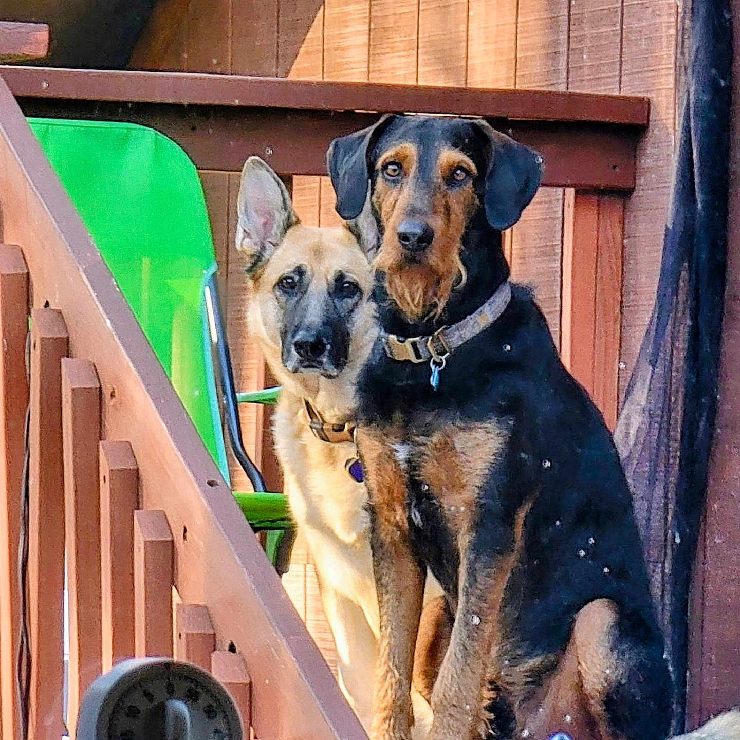 Duke And Jasmine joined the competition — help win amazing prizes! attentive, brown_black_fur, collar, dog, dogs, ears, green_chair, mixed_breed, outdoor, pet, portrait, prism, railing, shepherd_mix, sitting, staircase, sunlit, timer, two_dogs, wooden_deck