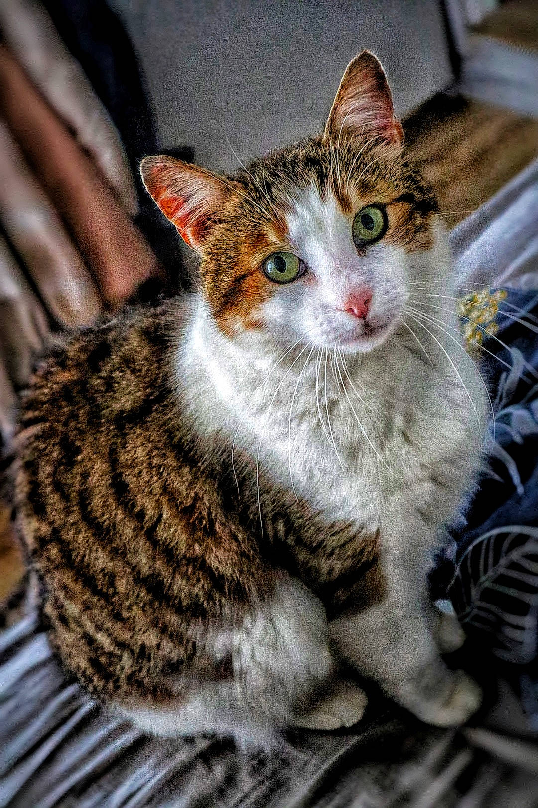 Nala