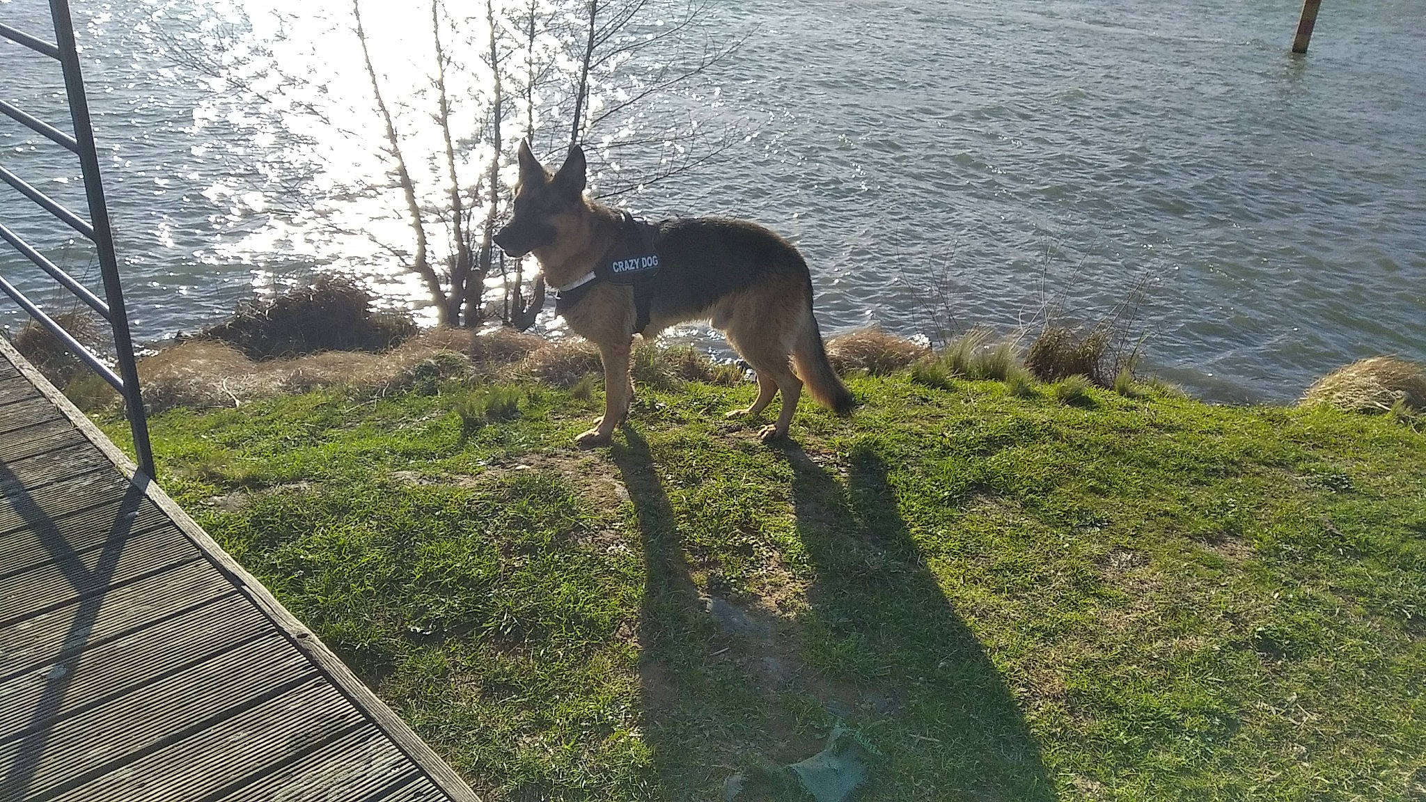 No Name a rejoint le concours — aidez-le/la à gagner de superbes lots ! canidae, carnivore, collar, companion_dog, dog, dog_breed, east_european_shepherd, fawn, german_shepherd_dog, grass, herding_dog, lake, plant, sporting_group, tail, tree, water, wood, working_animal, working_dog