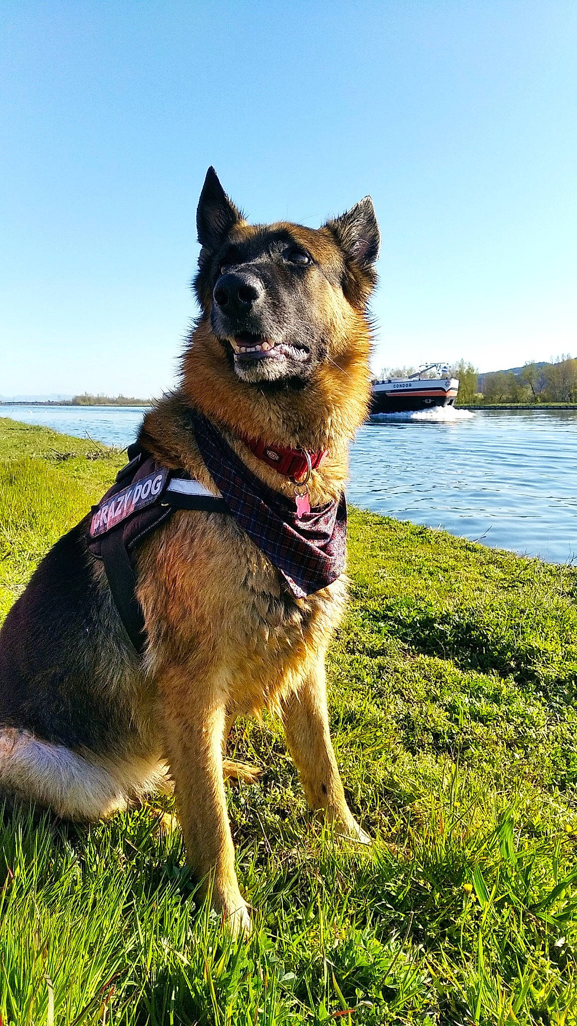 No Name a rejoint le concours — aidez-le/la à gagner de superbes lots ! carnivore, collar, companion_dog, dog, dog_breed, dog_collar, fawn, german_shepherd_dog, grass, herding_dog, lake, leash, old_german_shepherd_dog, plant, sky, snout, sporting_group, tree, water, working_animal