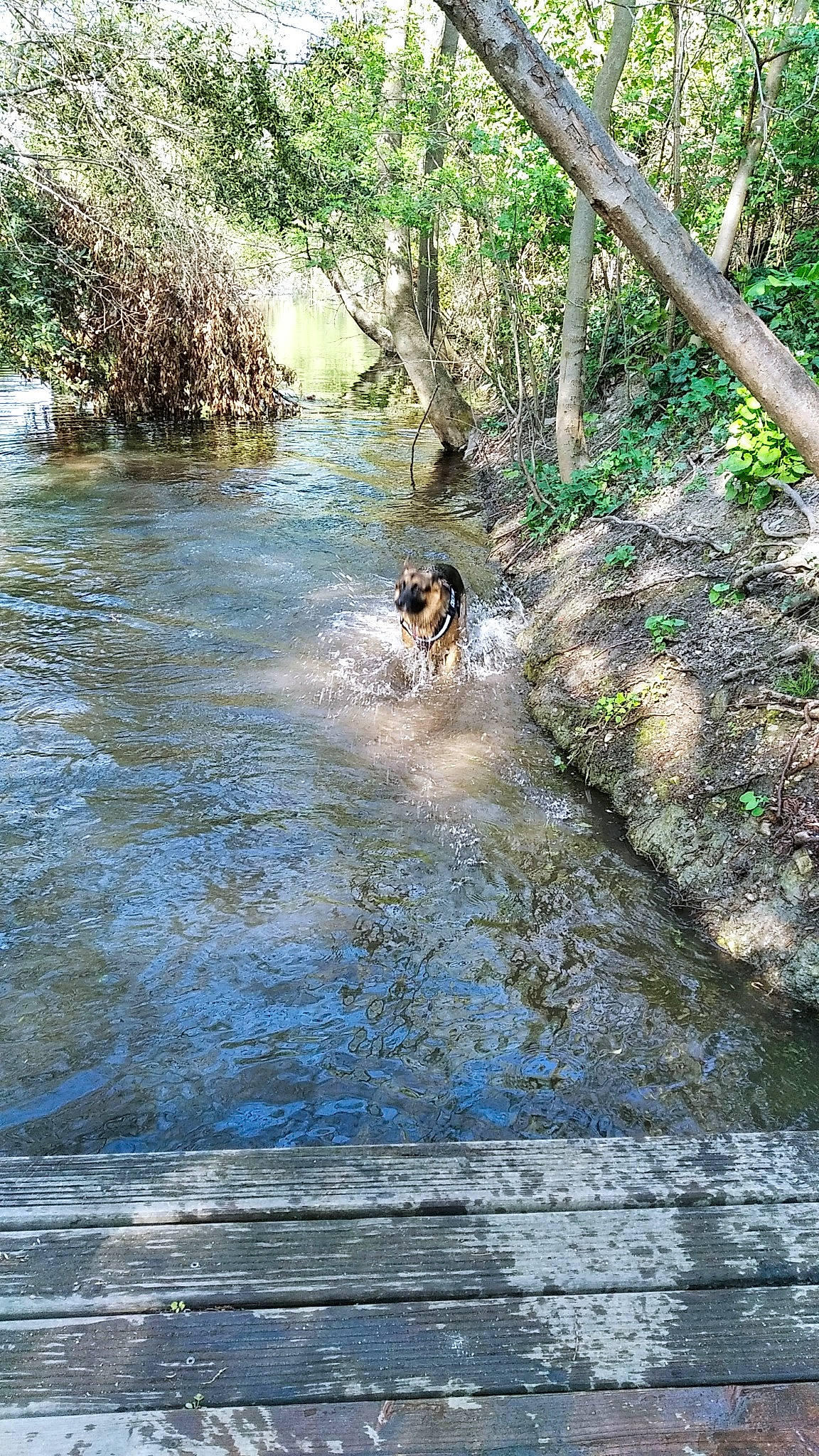 No Name participe au concours pour gagner de l'argent avec cette photo : arroyo, carnivore, creek, dog, fawn, fluvial_landforms_of_streams, forest, lake, landscape, mountain_river, natural_landscape, plant, recreation, riparian_zone, sporting_group, spring, stream, tree, water, working_animal