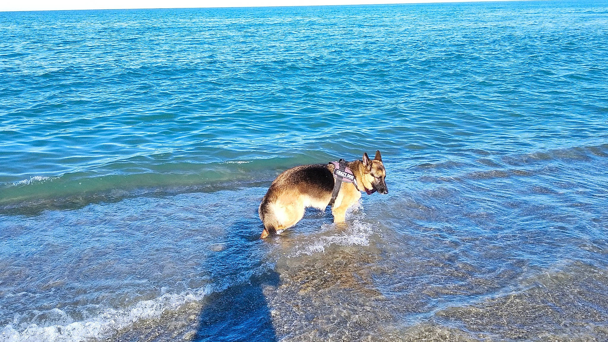 No Name participe au concours pour gagner de l'argent avec cette photo : azure, beach, canidae, carnivore, coast, coastal_and_oceanic_landforms, companion_dog, dog, dog_breed, fawn, herding_dog, horizon, lake, ocean, recreation, shore, sporting_group, tail, water, wind_wave