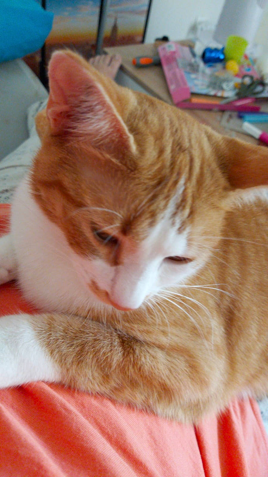 Fidji participe au concours pour gagner de l'argent avec cette photo : blue, carnivore, cat, claw, collar, comfort, domestic_short_haired_cat, ear, fawn, felidae, fur, lap, nap, paw, small_to_medium_sized_cats, snout, tail, whiskers, wood