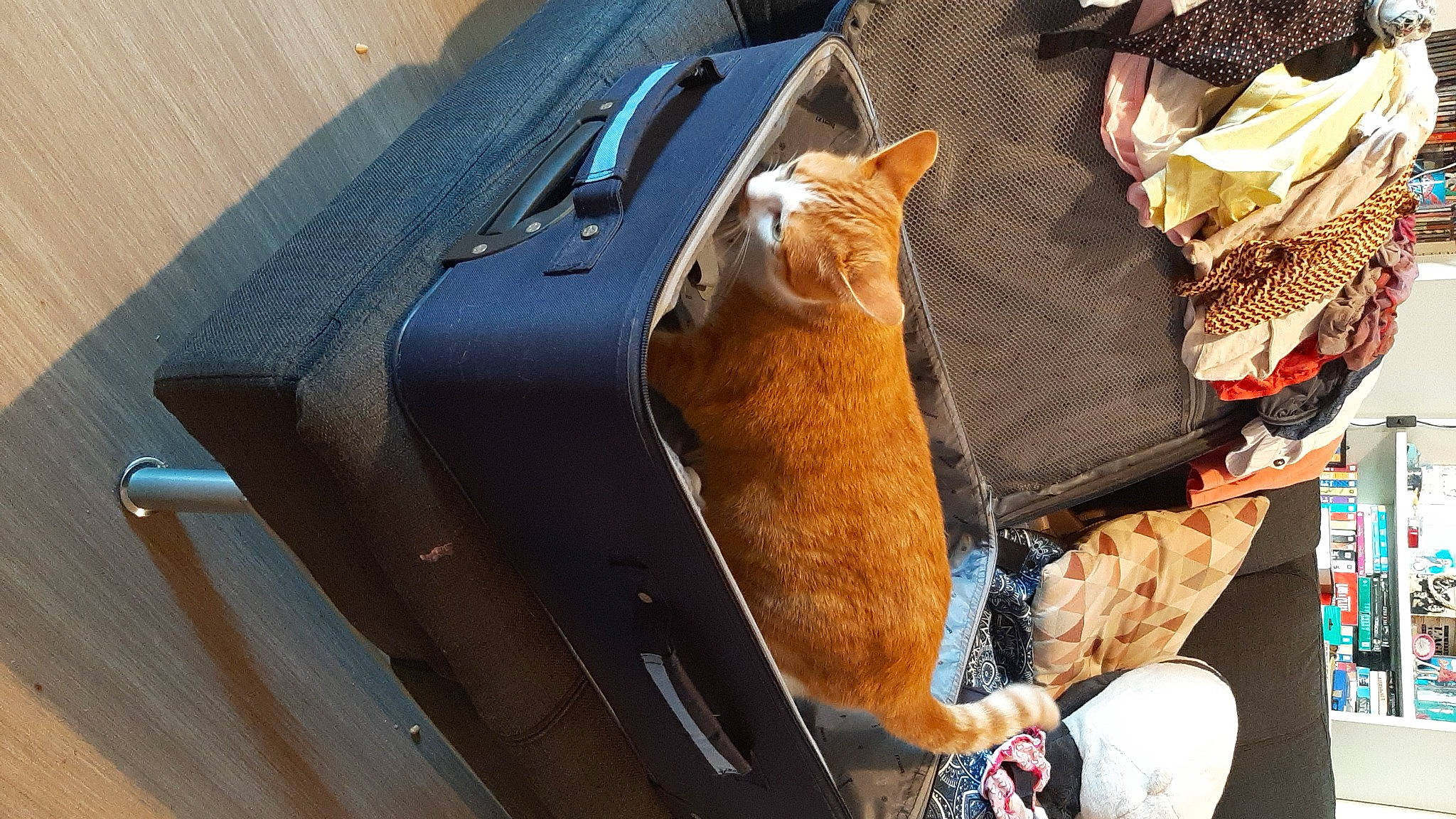 Fidji participe au concours pour gagner de l'argent avec cette photo : bag, canidae, car_seat, carnivore, cat, comfort, fashion_accessory, fawn, felidae, fur, hat, lap, luggage_and_bags, small_to_medium_sized_cats, snout, sporting_group, tail, vehicle_door, whiskers, wood