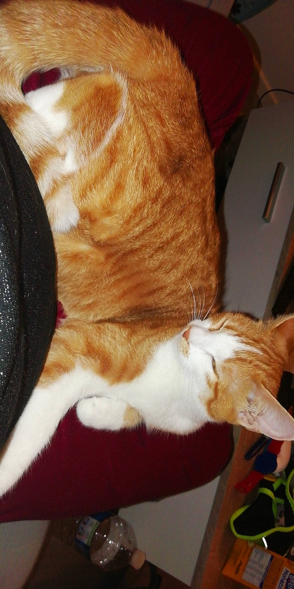 Fidji a rejoint le concours — aidez-le/la à gagner de superbes lots ! carnivore, cat, close_up, comfort, companion_dog, dog_breed, ear, fawn, felidae, fur, human_body, human_leg, lap, mammal, plant, small_to_medium_sized_cats, snout, sporting_group, tail, whiskers