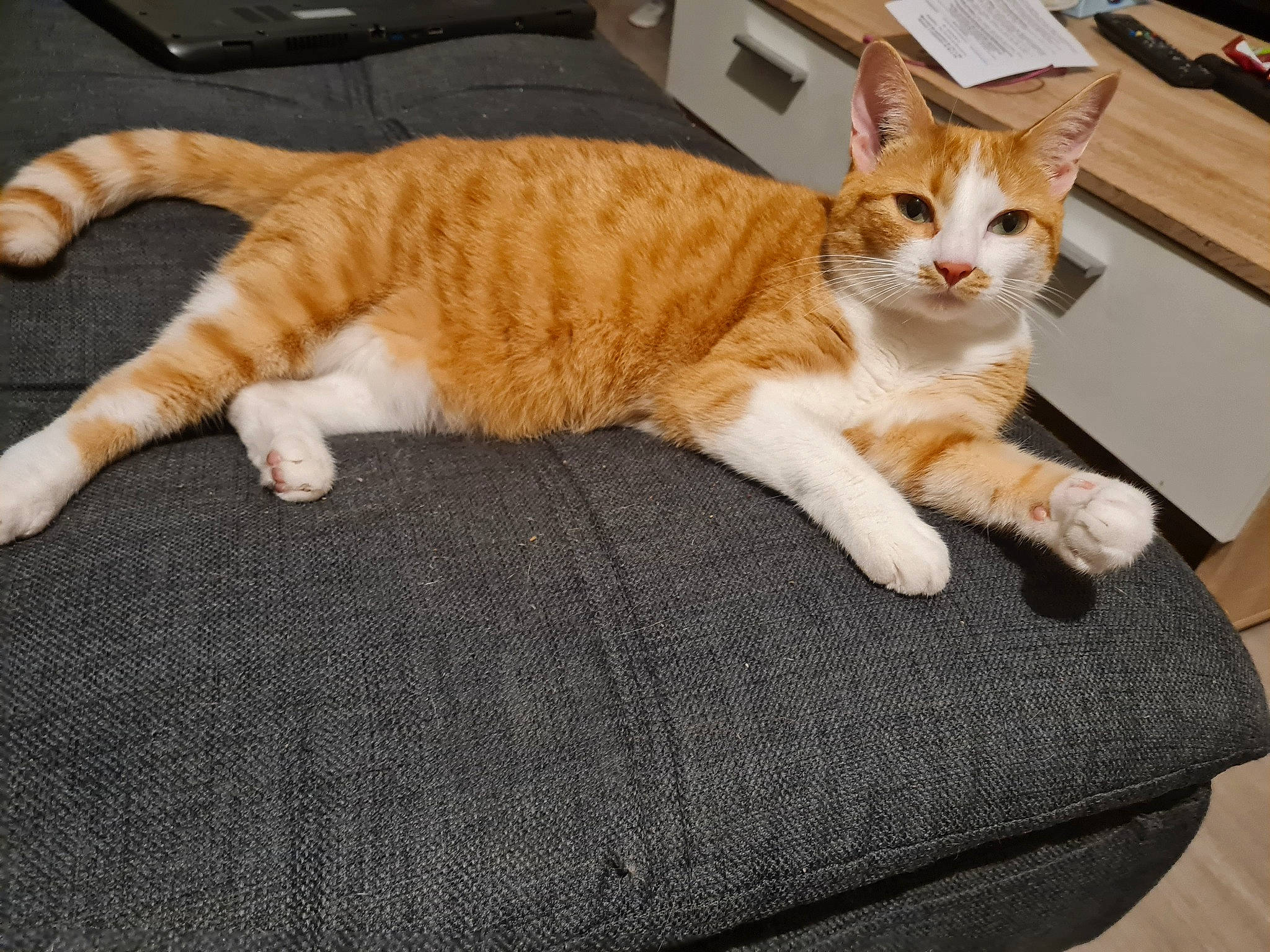 Fidji a rejoint le concours — aidez-le/la à gagner de superbes lots ! carnivore, cat, claw, comfort, domestic_short_haired_cat, fawn, felidae, flooring, fur, hardwood, paw, room, sitting, small_to_medium_sized_cats, tail, terrestrial_animal, whiskers, wood