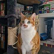 Fidji a rejoint le concours — aidez-le/la à gagner de superbes lots ! cat, orange_cat, white_cat, cat_tree, indoor, bookshelf, board_games, furniture, pet, animal, curious, green_eyes, cozy, sitting, home, sisal_rope, scratching_post, shelf, room, domestic