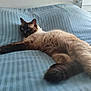 cat, siamese, blue_eyes, bed, striped, feline, pet, indoor, relaxed, fluffy, animal, cute, lying_down, fur, whiskers, tail, resting, comfort, domestic, sleepy