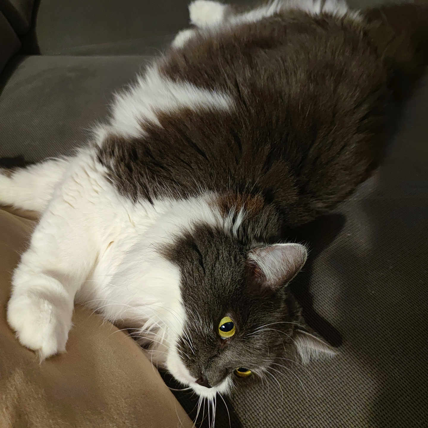Roxy