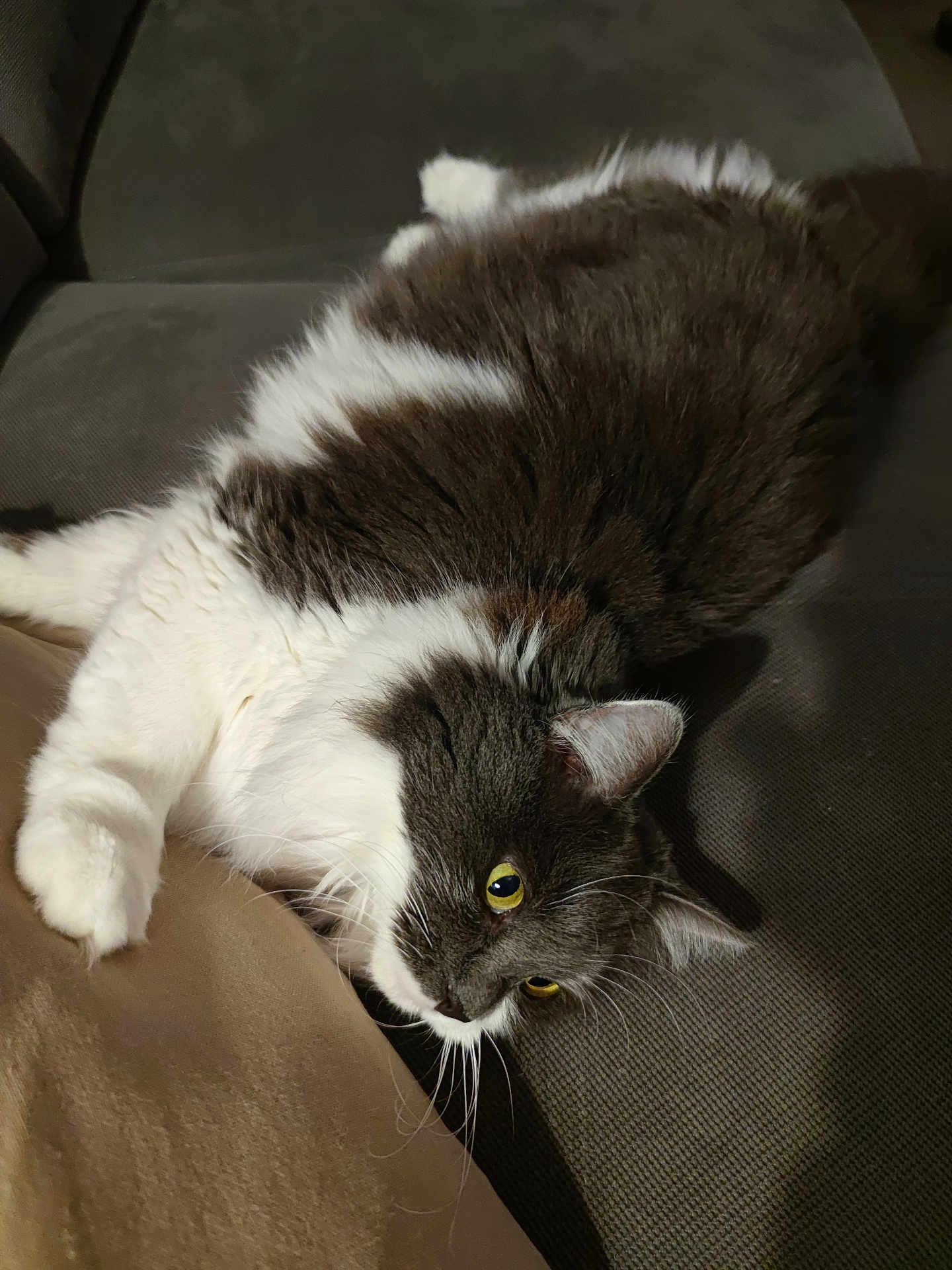 Roxy