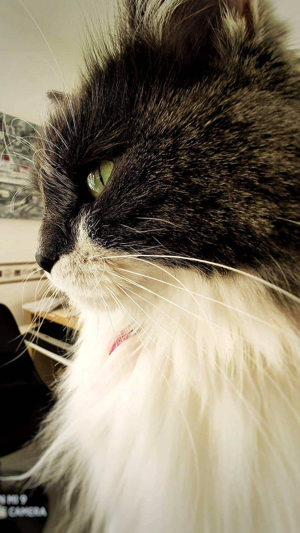 Roxy a rejoint le concours — aidez-le/la à gagner de superbes lots ! black_and_white, carnivore, cat, close_up, domestic_long_haired_cat, ear, eye, felidae, fur, norwegian_forest_cat, nose, photography, small_to_medium_sized_cats, snout, whiskers