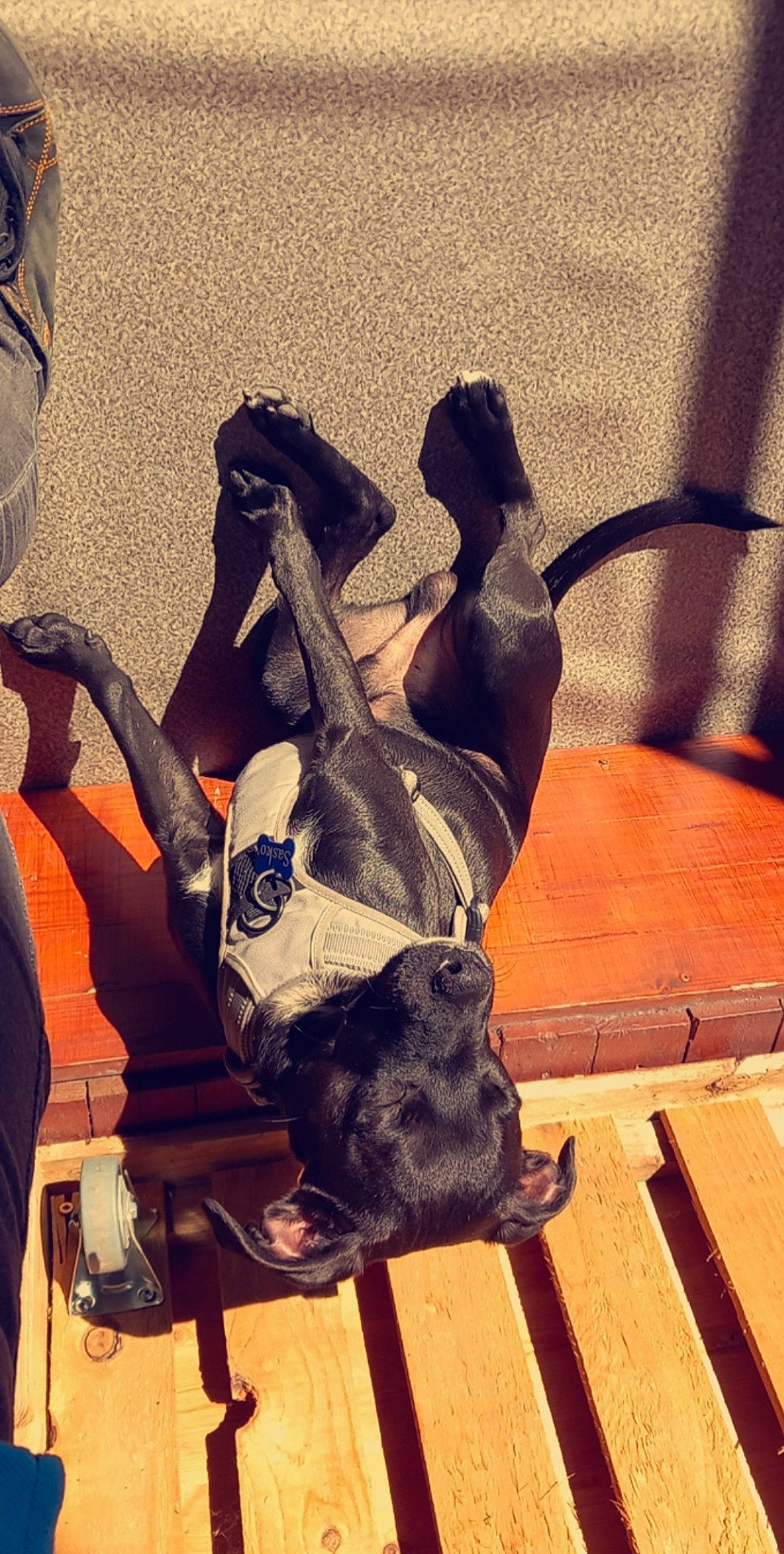 Sasko a rejoint le concours — aidez-le/la à gagner de superbes lots ! art, companion_dog, fictional_character, flooring, guard_dog, hardwood, heat, human_leg, metal, sculpture, shadow, sitting, square, still_life, still_life_photography, tail, tints_and_shades, vertebrate, visual_arts, wood