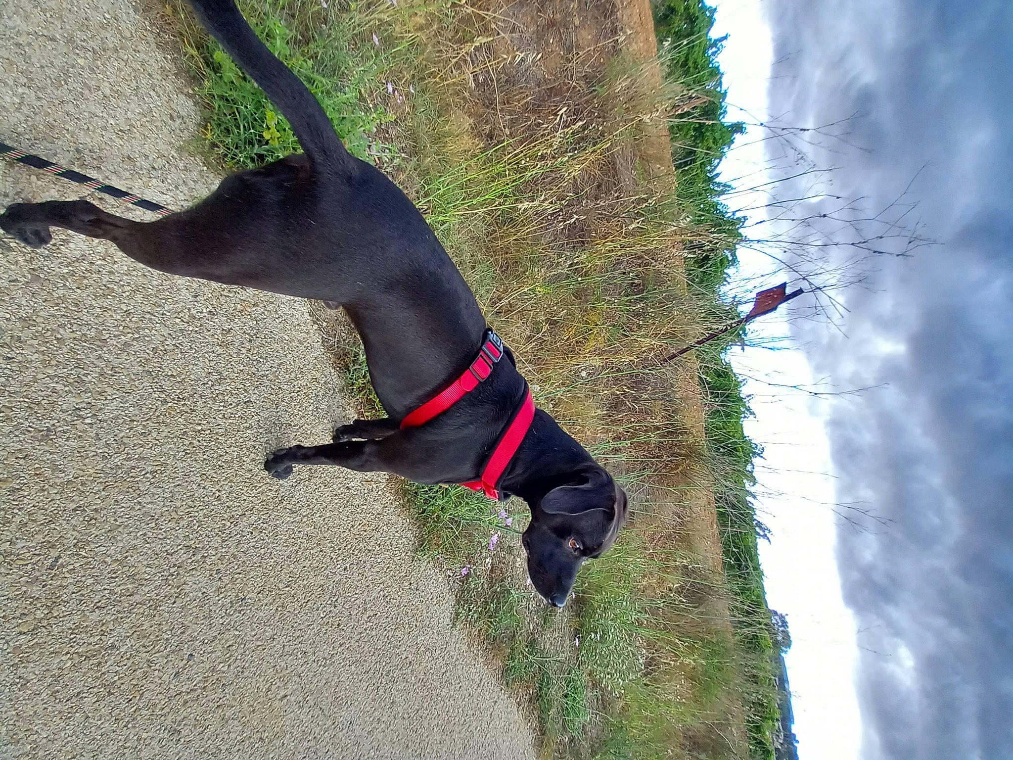 Sasko participe au concours pour gagner de l'argent avec cette photo : canidae, carnivore, cloud, collar, dog, dog_breed, dog_collar, dog_supply, fawn, grass, leash, pet_supply, plant, sky, slope, snout, sporting_group, tail, tree, working_animal