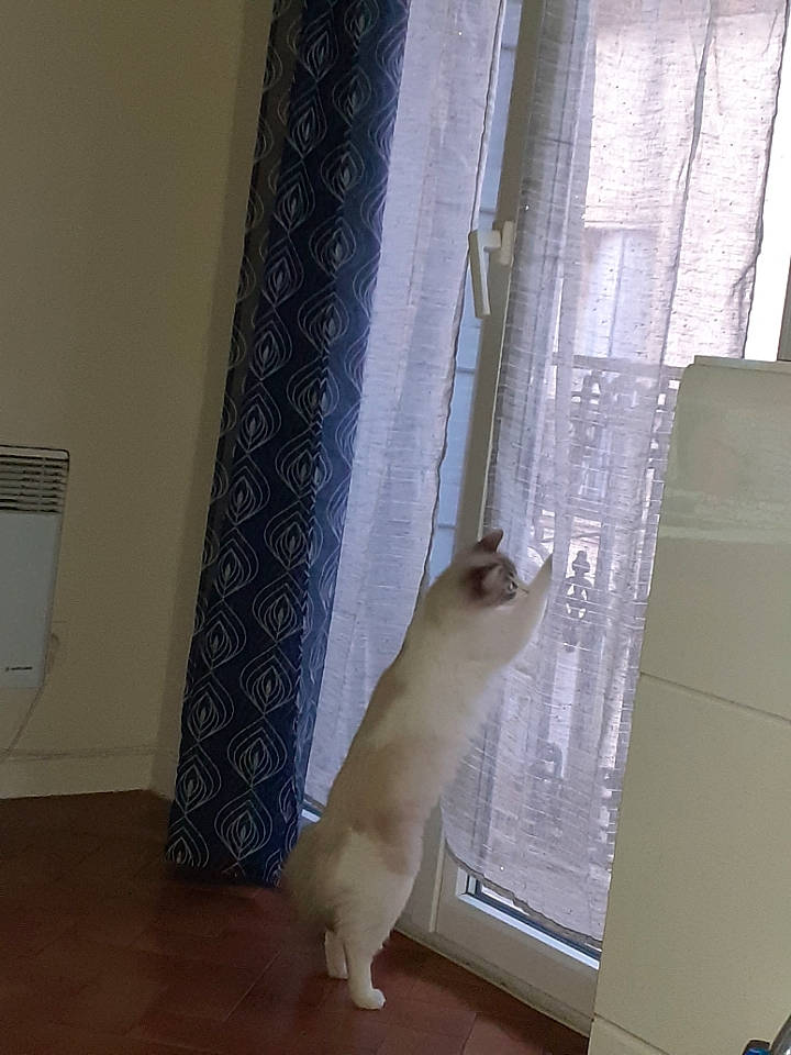 Shaïly participe au concours pour gagner de l'argent avec cette photo : building, carnivore, cat, curtain, door, felidae, floor, flooring, hardwood, home_door, room, screen_door, shade, small_to_medium_sized_cats, tail, whiskers, window, window_covering, window_treatment, wood