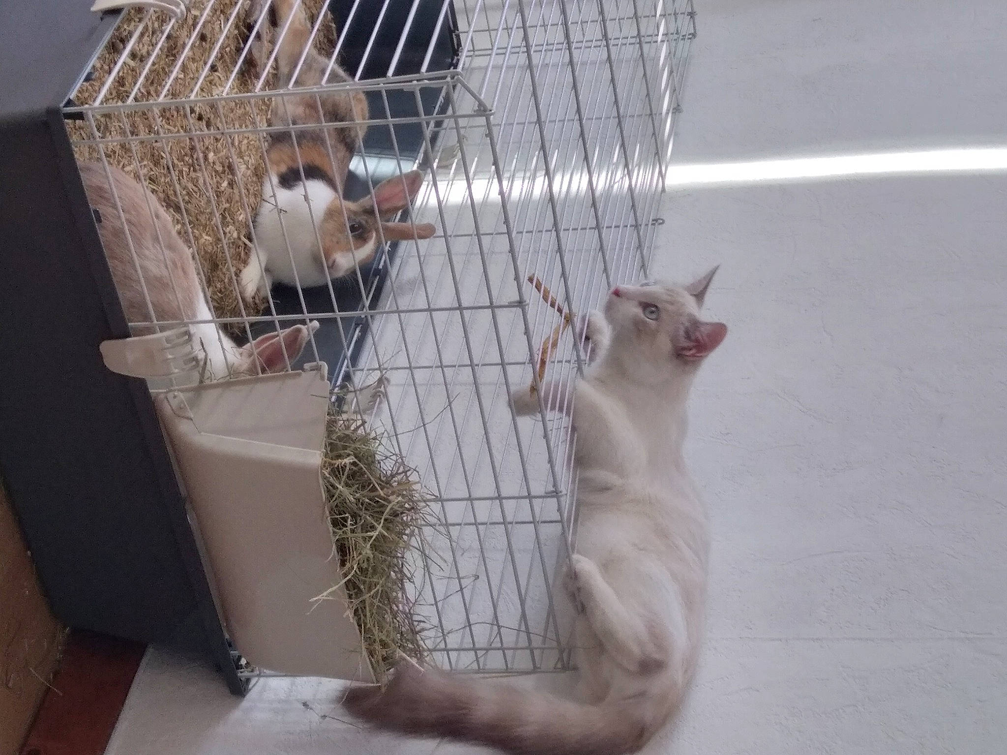 Shaïly participe au concours pour gagner de l'argent avec cette photo : animal_shelter, box, cage, carnivore, cat, cat_supply, domestic_short_haired_cat, fawn, felidae, fur, metal, paw, pet_supply, small_to_medium_sized_cats, tail, whiskers, wood