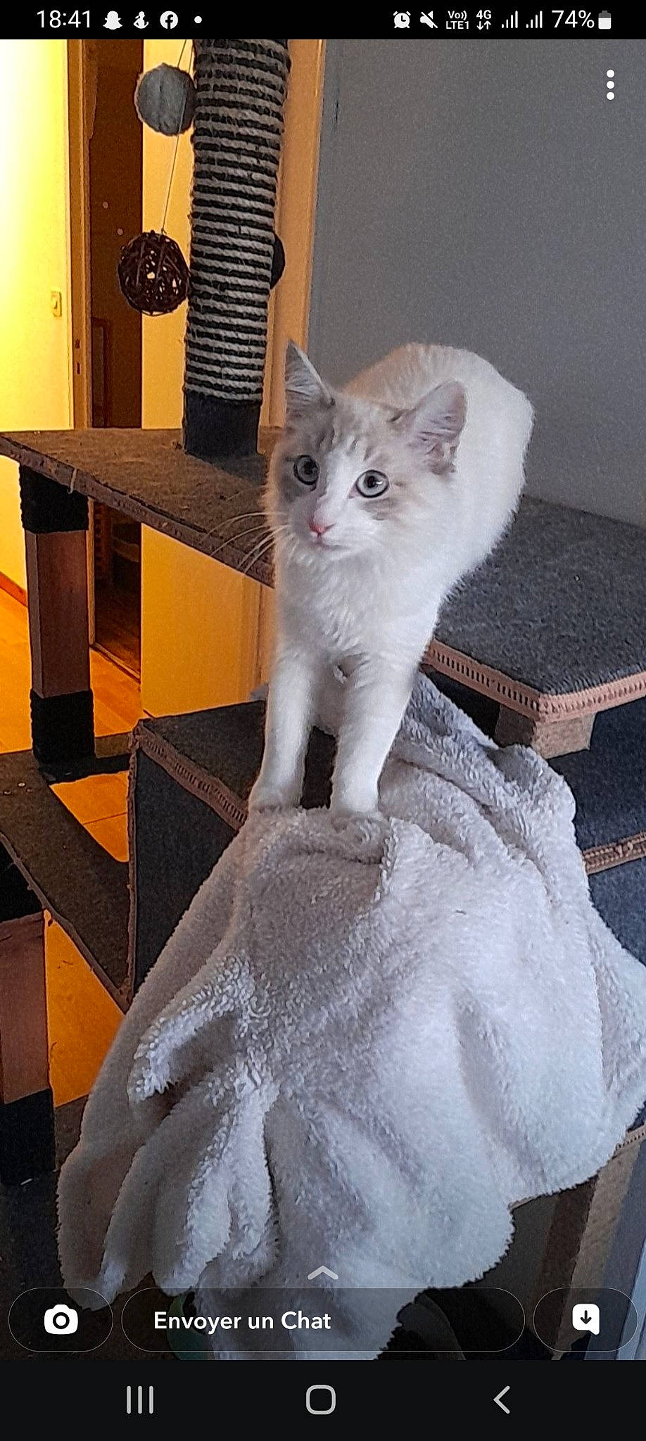 Shaïly participe au concours pour gagner de l'argent avec cette photo : box, carnivore, cat, chair, domestic_short_haired_cat, drawer, fawn, felidae, flooring, formal_wear, fur, hardwood, paw, sitting, small_to_medium_sized_cats, snout, table, tail, whiskers, wood