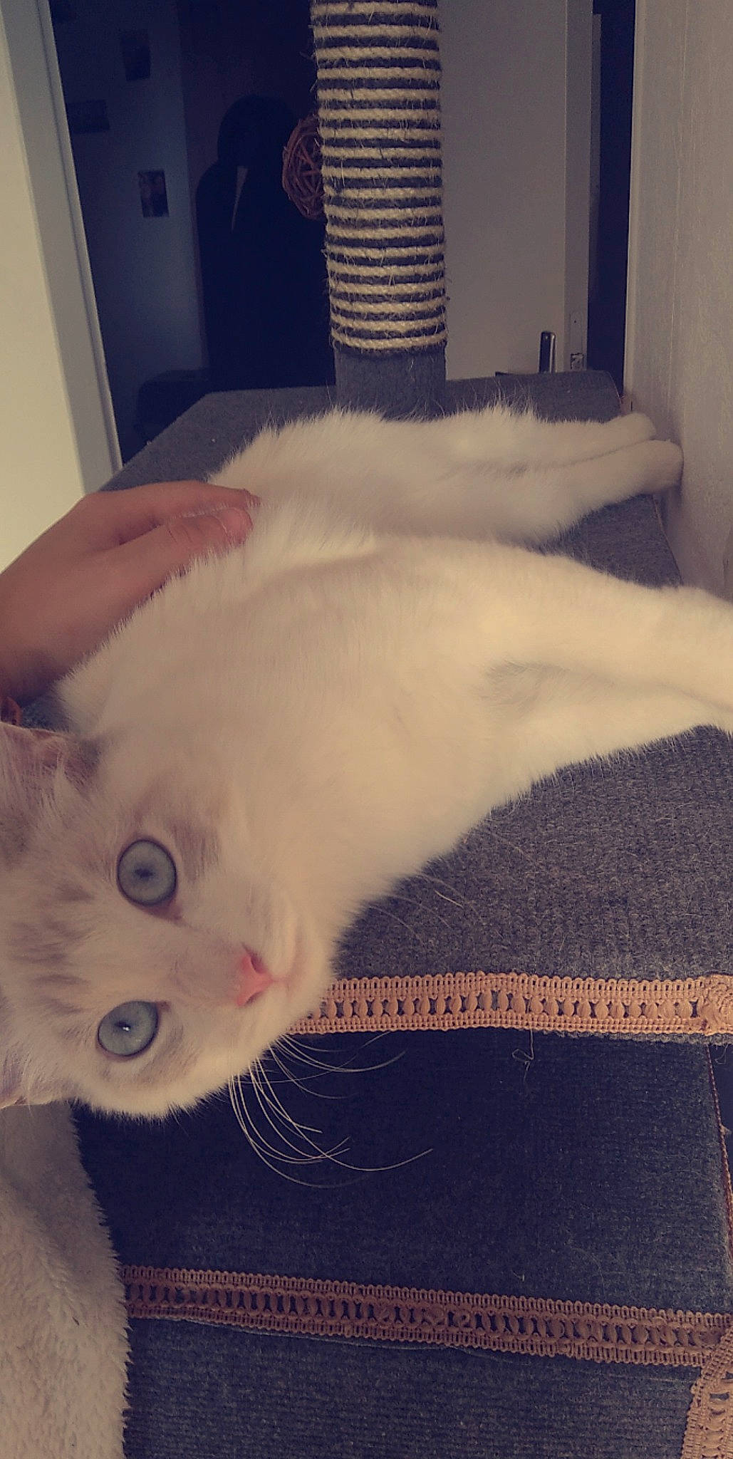 Shaïly participe au concours pour gagner de l'argent avec cette photo : carnivore, cat, claw, comfort, domestic_short_haired_cat, fawn, felidae, flooring, fur, paw, small_to_medium_sized_cats, snout, tail, whiskers