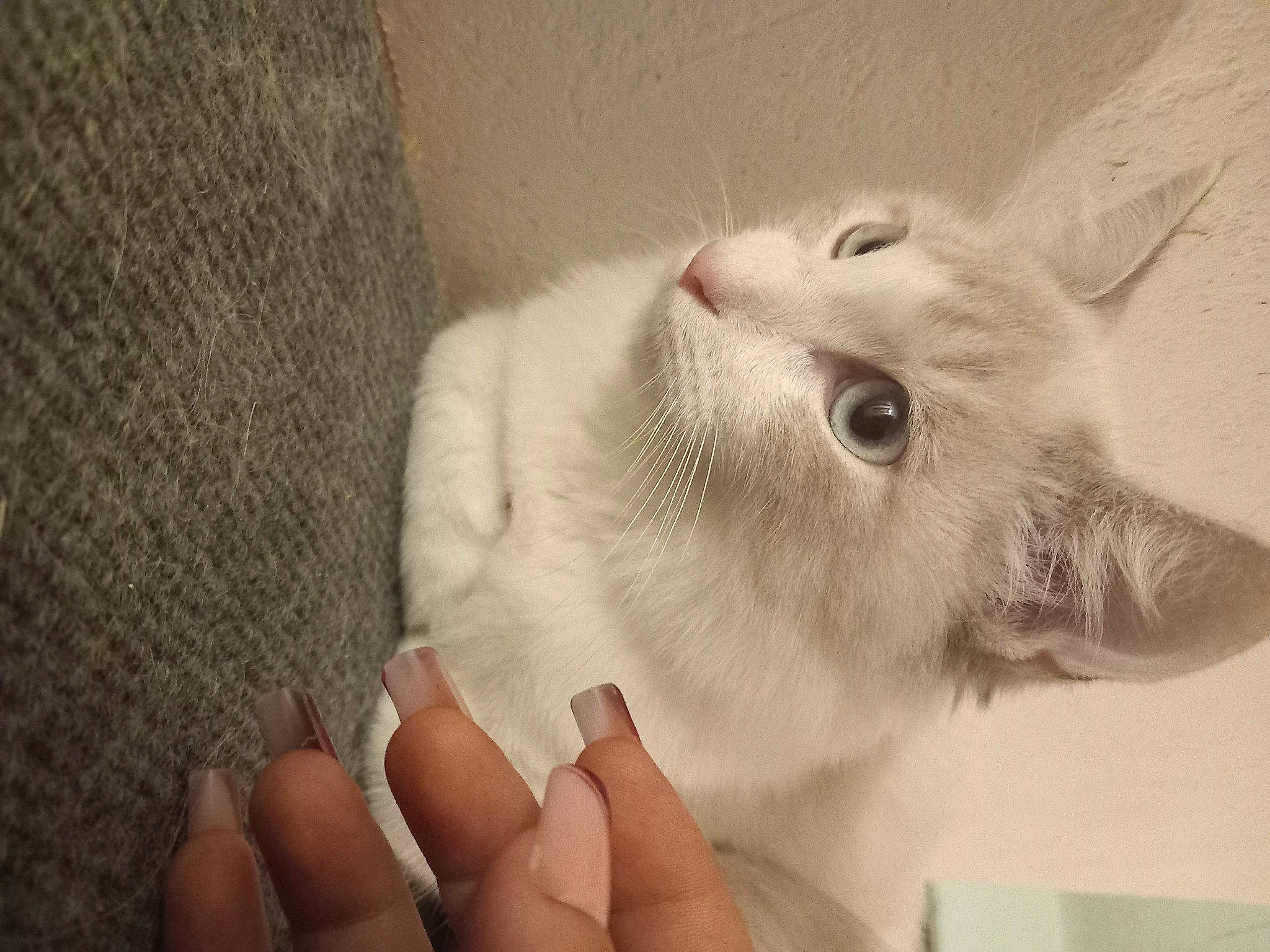 Shaïly a rejoint le concours — aidez-le/la à gagner de superbes lots ! carnivore, cat, claw, domestic_short_haired_cat, ear, eyelash, fawn, felidae, fur, gesture, nail, paw, small_to_medium_sized_cats, whiskers