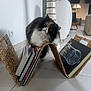 cat, calico_cat, basket, books, book_cover, porsche, floor, tile_floor, lamp, decor, modern_interior, curious_cat, pet, indoor, furniture, whiskers, black_white_brown, long_hair, cozy, home