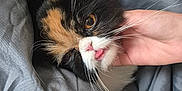 Cookie participe au concours pour gagner de l'argent avec cette photo : cat, calico, pet, animal, blanket, bed, cozy, fur, whiskers, hand, tongue, cute, domestic, indoor, resting, sleepy, comfort, soft, closeup, adorable