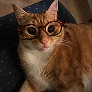 George joined the competition — help win amazing prizes! cat, orange_tabby, glasses, pet, indoor, feline, whiskers, curious, cute, animal, domestic, fur, closeup, portrait, resting, playful, eyes, nose, paw, chair