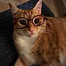 cat, orange_tabby, glasses, pet, indoor, feline, whiskers, curious, cute, animal, domestic, fur, closeup, portrait, resting, playful, eyes, nose, paw, chair