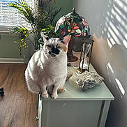 Tallulah joined the competition — help win amazing prizes! cat, siamese_cat, pet, animal, sitting, portrait, indoors, sunlight, window, window_blinds, houseplant, lamp, stained_glass, hourglass, rocks, table, furniture, wood_floor, wall_decor, home_interior