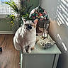 cat, siamese_cat, pet, animal, sitting, portrait, indoors, sunlight, window, window_blinds, houseplant, lamp, stained_glass, hourglass, rocks, table, furniture, wood_floor, wall_decor, home_interior