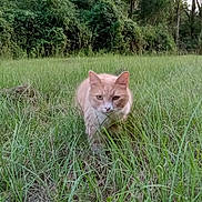 Static joined the competition — help win amazing prizes! cat, orange_cat, grass, outdoor, nature, greenery, forest, trees, animal, pet, walking, wildlife, mammal, feline, fur, daylight, field, curious, alert, closeup