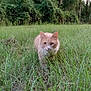 Static is registered to the contest to win money with this photo: cat, orange_cat, grass, outdoor, nature, greenery, forest, trees, animal, pet, walking, wildlife, mammal, feline, fur, daylight, field, curious, alert, closeup
