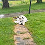 dog, white_dog, fluffy, grass, concrete_path, trees, outdoor, leash, relaxed, nature, rain, puddle, greenery, park, canine, resting, animal, daylight, scenic, peaceful