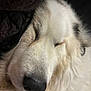 animal, arcticfox, blanket, canine, collie, dog, eskimodog, fox, goldenretriever, hound, husky, newfoundland, person, pet, puppy, sleeping, snout, terrier, whitedog, wolf