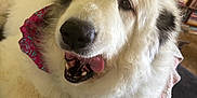 Delilah joined the competition — help win amazing prizes! dog, fluffy, white_fur, black_spots, bandana, tongue_out, indoor, couch, blanket, cozy, pet, animal, cute, happy, relaxed, furniture, carpet, living_room, smiling, close_up