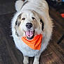 accessories, animal, ball, bandana, bodypart, canine, collie, dog, eskimodog, football, goldenretriever, headband, husky, mouth, person, pet, puppy, saintbernard, snout, whitedog