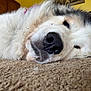 dog, close_up, resting, sleepy, carpet, indoor, fur, nose, white_fur, black_fur, pet, animal, cozy, cabinet, yellow_wall, texture, lying_down, relaxed, home, companion