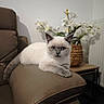 cat, animal, pet, feline, indoor, sofa, leather, armrest, flower, plant, wicker, basket, white_flower, home, cozy, relaxed, portrait, cute, fur, resting