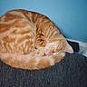 cat, orange_tabby, sleeping, curled_up, pet, furry, animal, whiskers, ears, tail, striped, cushion, chair, indoor, home, blue_wall, resting, cozy, relaxed, portrait
