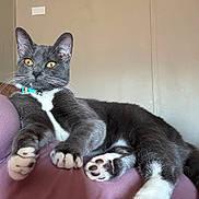 Socks joined the competition — help win amazing prizes! animal, blanket, cat, close_up, collar, cozy, cute, domestic_cat, feline, fur, gray_cat, indoor, lounging, paw_pads, pet, relaxed, resting, whiskers, white_paws, yellow_eyes