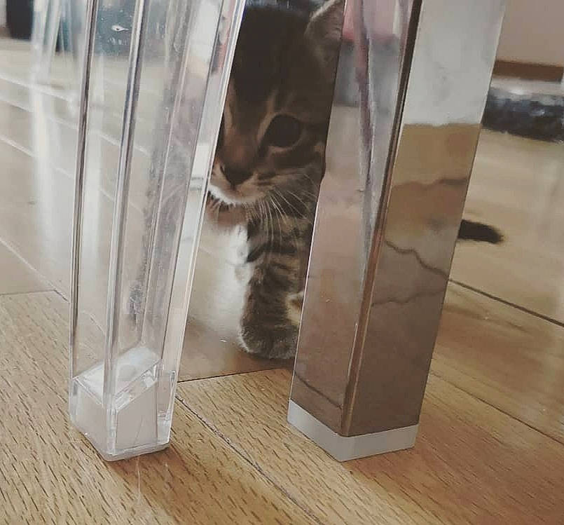 Ony participe au concours pour gagner de l'argent avec cette photo : carnivore, cat, comfort, domestic_short_haired_cat, fawn, felidae, floor, flooring, fur, hardwood, laminate_flooring, plank, plywood, small_to_medium_sized_cats, tail, varnish, whiskers, wood, wood_flooring, wood_stain