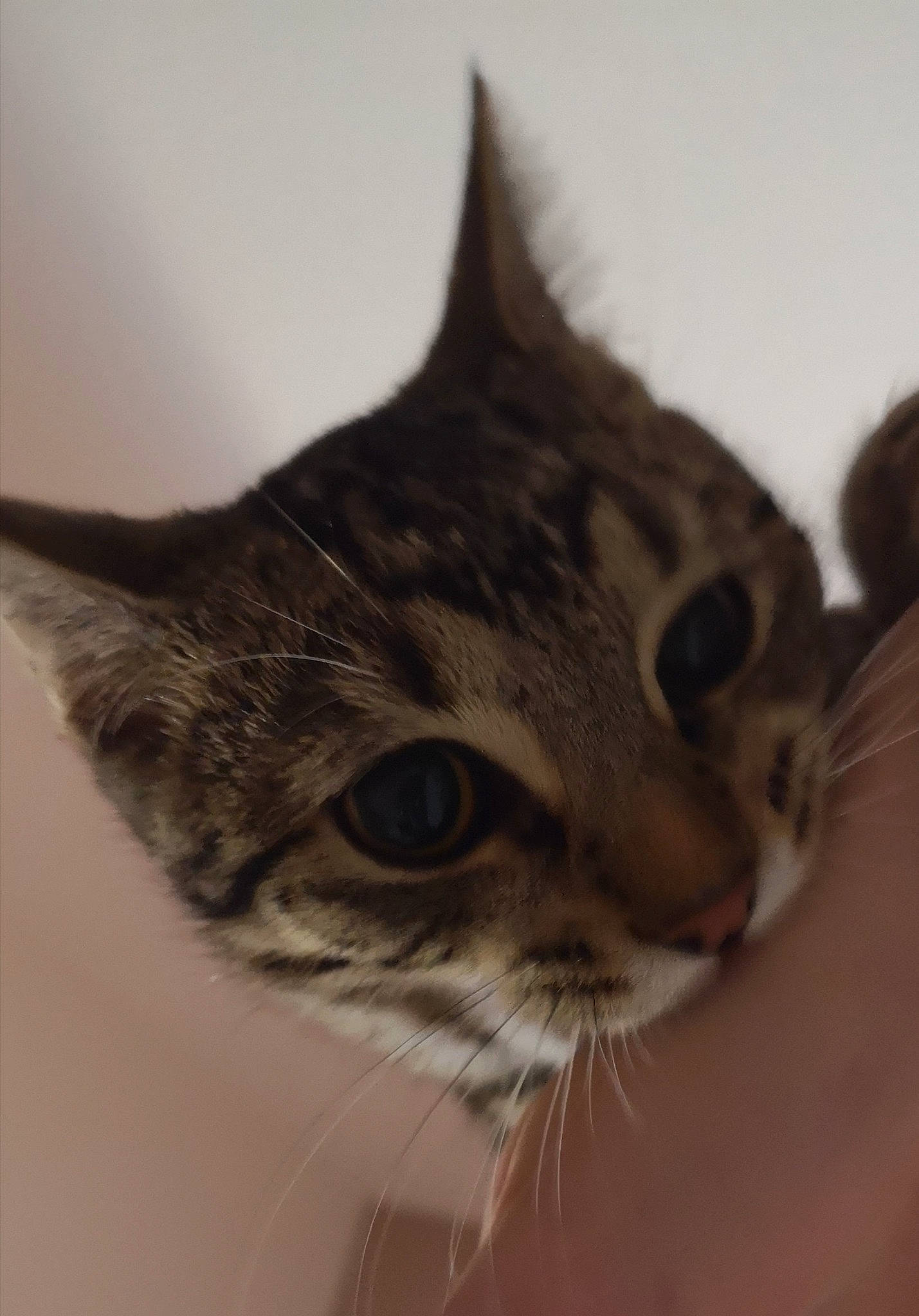 Ony participe au concours pour gagner de l'argent avec cette photo : carnivore, cat, domestic_short_haired_cat, ear, eye, felidae, fur, head, small_to_medium_sized_cats, snout, terrestrial_animal, whiskers, wildlife