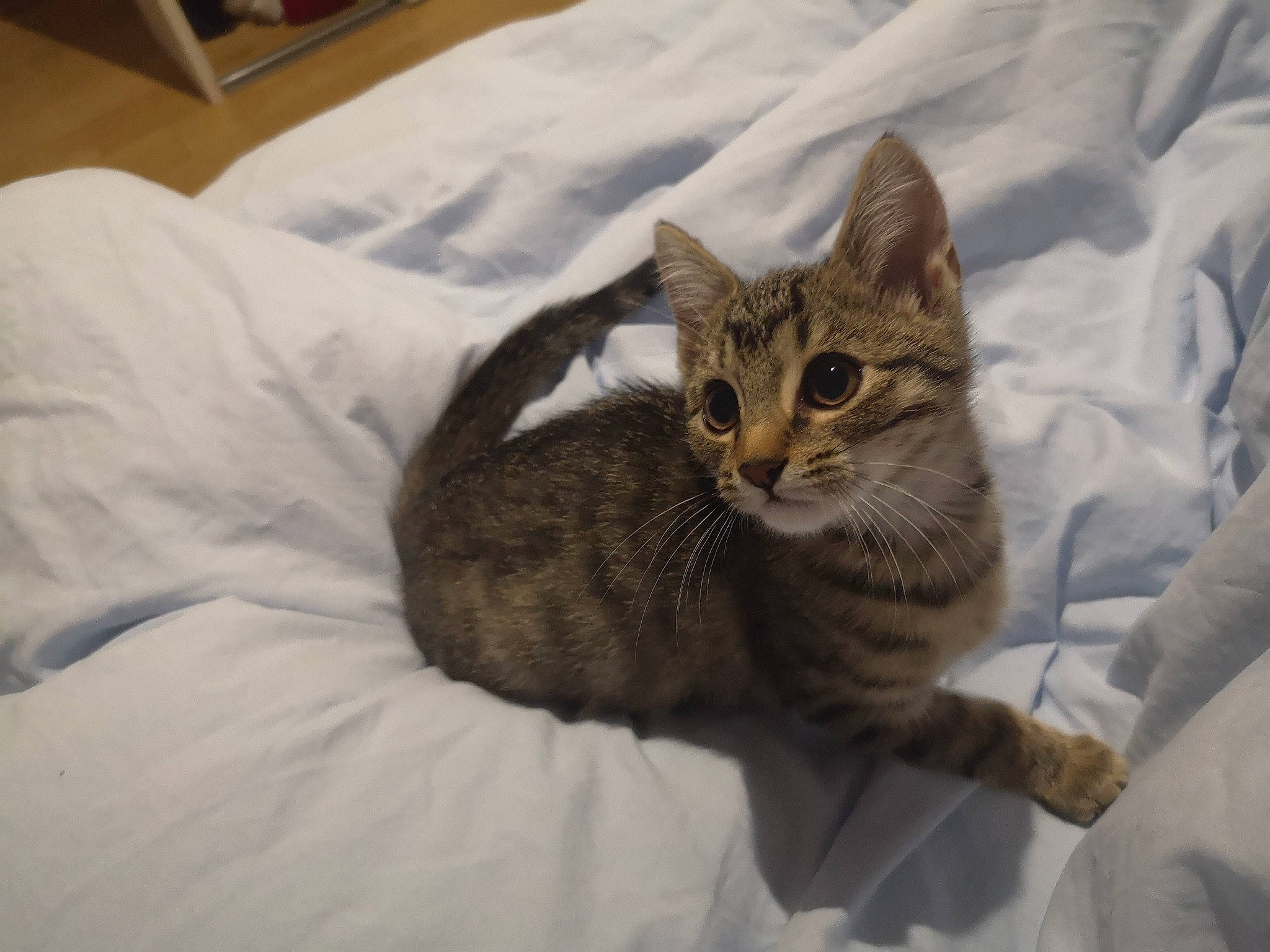 Ony participe au concours pour gagner de l'argent avec cette photo : bed, bedding, carnivore, cat, cat_supply, claw, comfort, domestic_short_haired_cat, fawn, felidae, fur, grey, linens, paw, sitting, small_to_medium_sized_cats, snout, tail, tree, whiskers