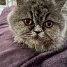 cat, fluffy, grey, pet, animal, closeup, feline, whiskers, ears, eyes, cute, indoor, soft, resting, fur, portrait, domestic, mammal, blanket, purple