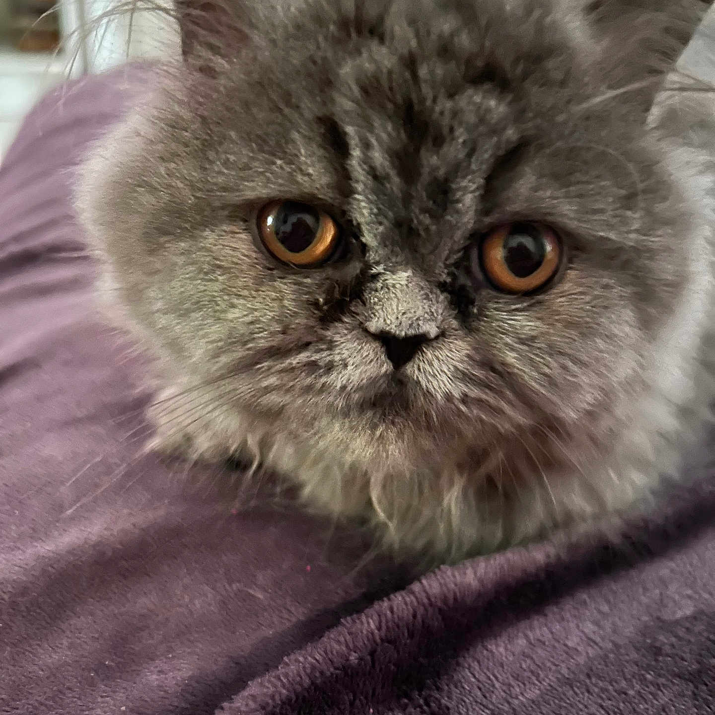 Olympe a rejoint le concours — aidez-le/la à gagner de superbes lots ! cat, fluffy, grey, pet, animal, closeup, feline, whiskers, ears, eyes, cute, indoor, soft, resting, fur, portrait, domestic, mammal, blanket, purple