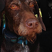 Rick a rejoint le concours — aidez-le/la à gagner de superbes lots ! dog, brown_dog, close_up, pet, animal, canine, collar, car_interior, vehicle, beard, fur, face, ears, eyes, whiskers, seatbelt, window, natural_light, portrait, domestic_animal