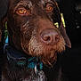 dog, brown_dog, close_up, pet, animal, canine, collar, car_interior, vehicle, beard, fur, face, ears, eyes, whiskers, seatbelt, window, natural_light, portrait, domestic_animal