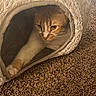cat, orange_cat, white_cat, feline, pet, cat_tunnel, cat_bed, stretching, paw, carpet, indoor, cozy, fur, cute, animal, domestic_cat, resting, snug, soft_texture, closeup
