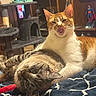 cat, tabby_cat, orange_cat, pet, animal, indoor, feline, cat_tree, blanket, resting, cute, playful, tongue_out, curious, cozy, home, figurine, superman, shelf, relaxing
