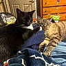 Bella is registered to the contest to win money with this photo: black_and_white_cat, tabby_cat, cat, bed, blanket, furniture, dressing_drawer, indoor, pet, animal, relaxing, sleepy, curious, fur, whiskers, paw, domestic, cozy, resting, household